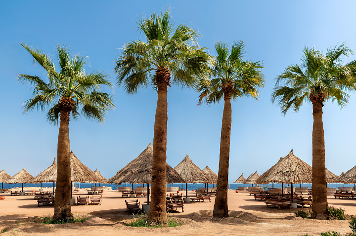 Fünf hohe Palmen stehen in einer Reihe vor mehreren Strohdach-Sonnenschirmen und Liegen am Sandstrand mit Blick auf das Meer.