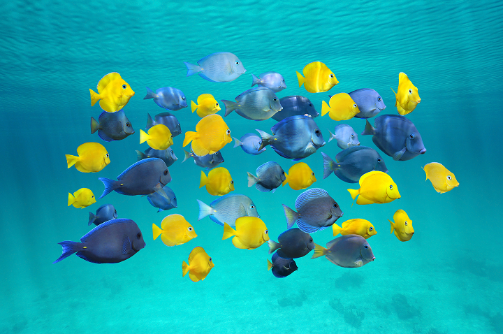 Schwarm bunter tropischer Fische in Gelb, Blau und Violett schwimmt im klaren Wasser. Schwarm bunter tropischer Fische in Gelb, Blau und Violett schwimmt im klaren Wasser.